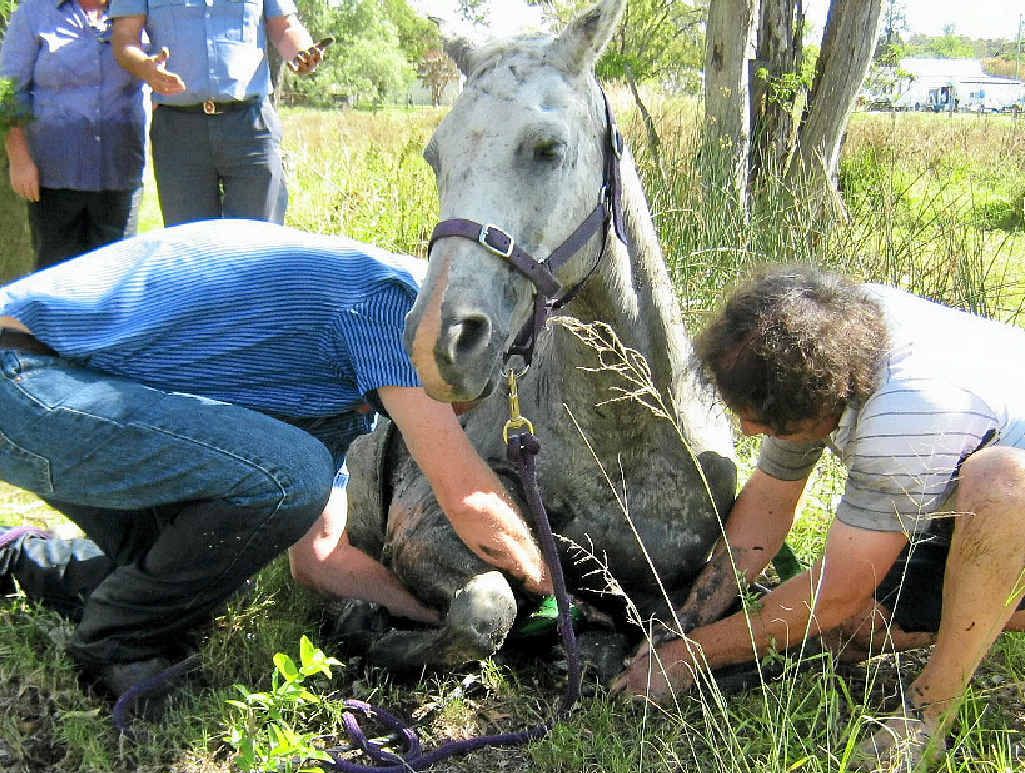 Libby makes a speedy recovery after she was rescued from the mud. Libby makes a speedy recovery after she was rescued from the mud.